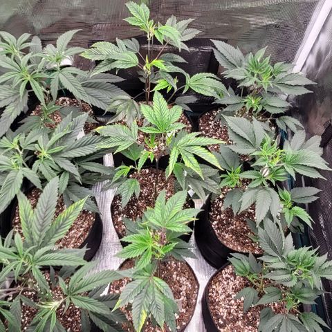 Orange Cookies growlog timeline photo