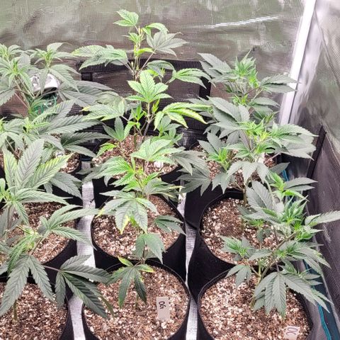 Orange Cookies growlog timeline photo