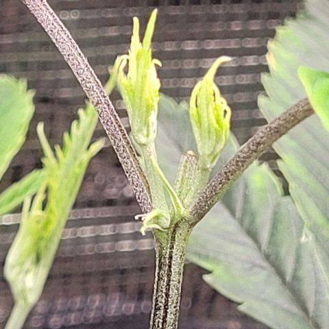 Orange Cookies growlog timeline photo