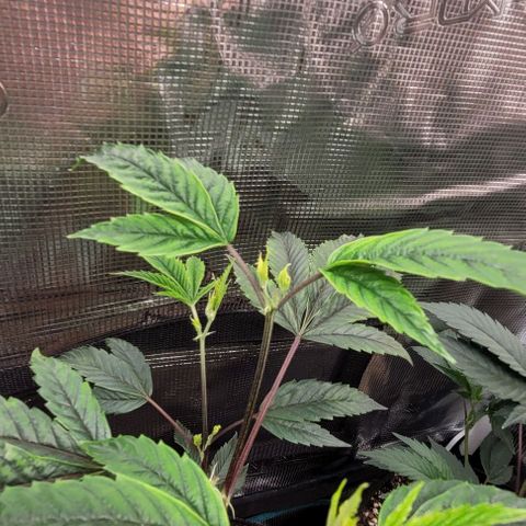 Orange Cookies growlog timeline photo