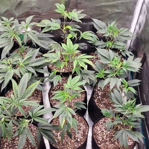 Orange Cookies growlog timeline photo