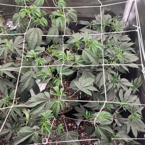 Orange Cookies growlog timeline photo