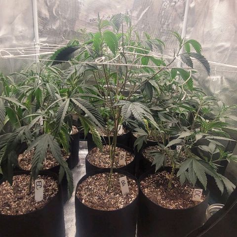 Orange Cookies growlog timeline photo