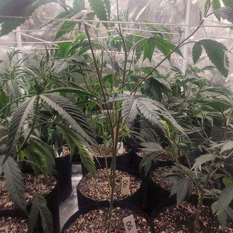Orange Cookies growlog timeline photo