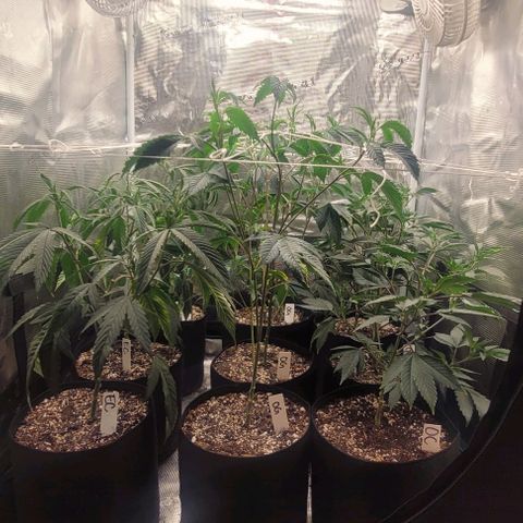 Orange Cookies growlog timeline photo