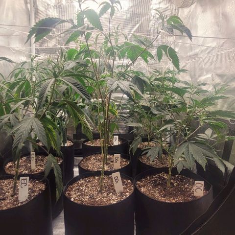 Orange Cookies growlog timeline photo
