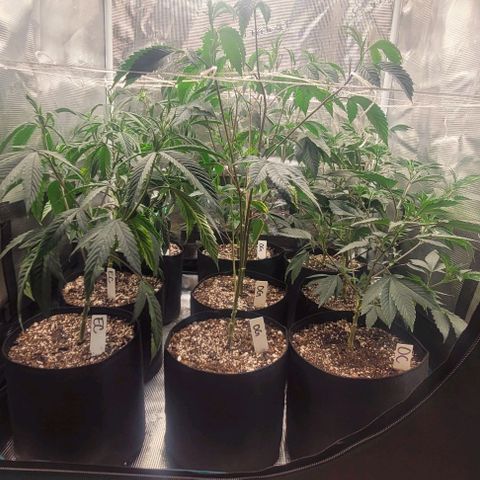 Orange Cookies growlog timeline photo