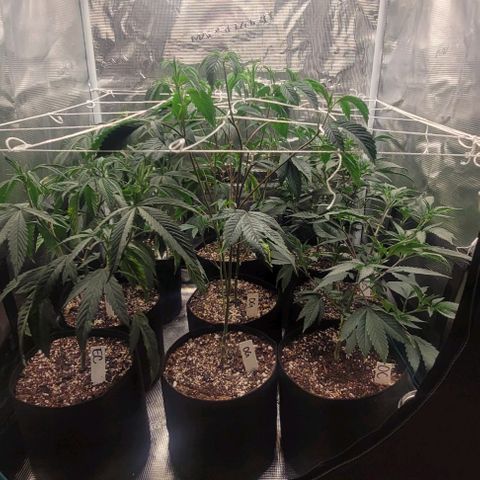 Orange Cookies growlog timeline photo