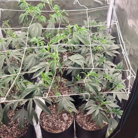 Orange Cookies growlog timeline photo