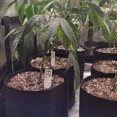 Orange Cookies growlog timeline photo