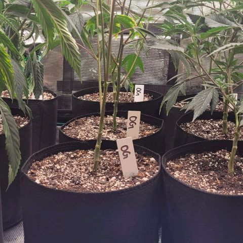 Orange Cookies growlog timeline photo