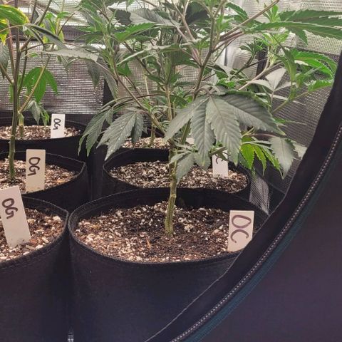 Orange Cookies growlog timeline photo