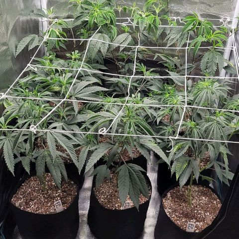 Orange Cookies growlog timeline photo