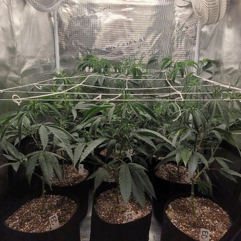 Orange Cookies growlog timeline photo