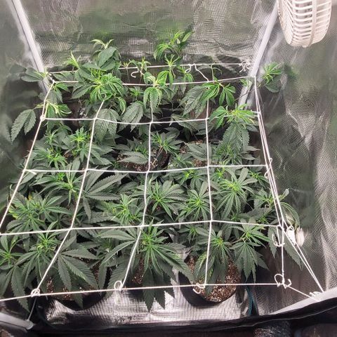 Orange Cookies growlog timeline photo