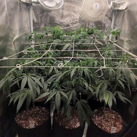 Orange Cookies growlog timeline photo