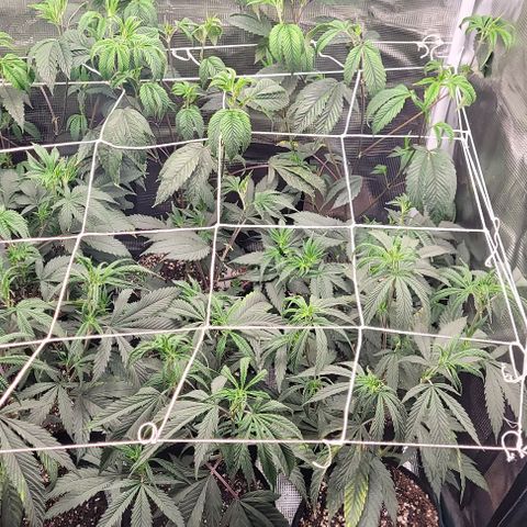 Orange Cookies growlog timeline photo