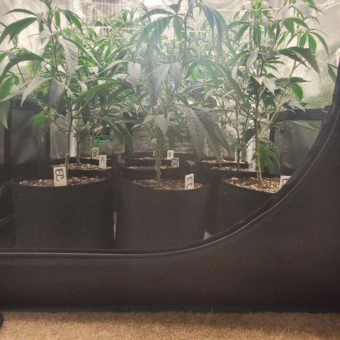 Orange Cookies growlog timeline photo