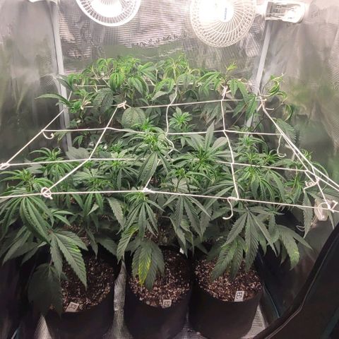 Orange Cookies growlog timeline photo