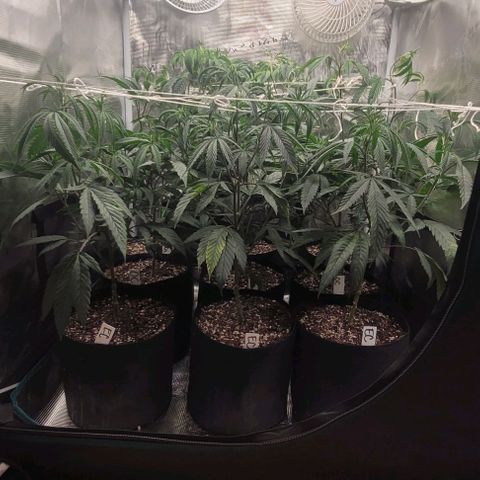 Orange Cookies growlog timeline photo