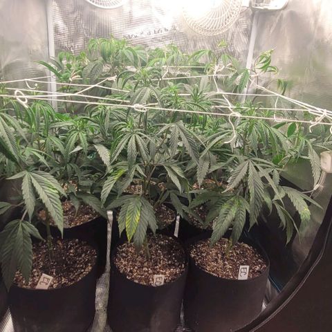 Orange Cookies growlog timeline photo