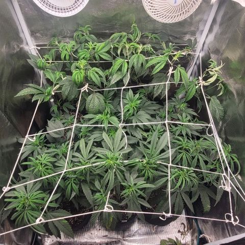 Orange Cookies growlog timeline photo