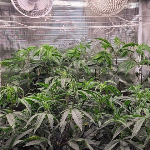 Orange Cookies growlog timeline photo