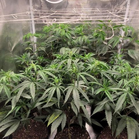 Orange Cookies growlog timeline photo