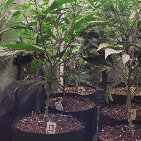 Orange Cookies growlog timeline photo