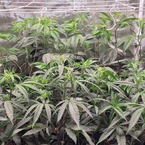 Orange Cookies growlog timeline photo