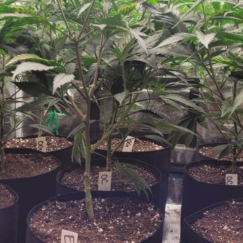Orange Cookies growlog timeline photo