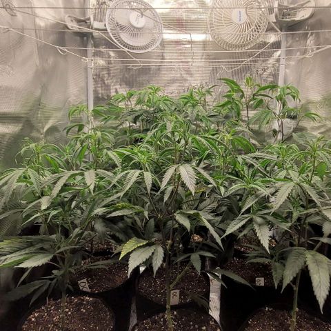 Orange Cookies growlog timeline photo