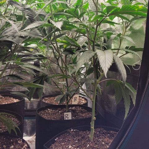 Orange Cookies growlog timeline photo
