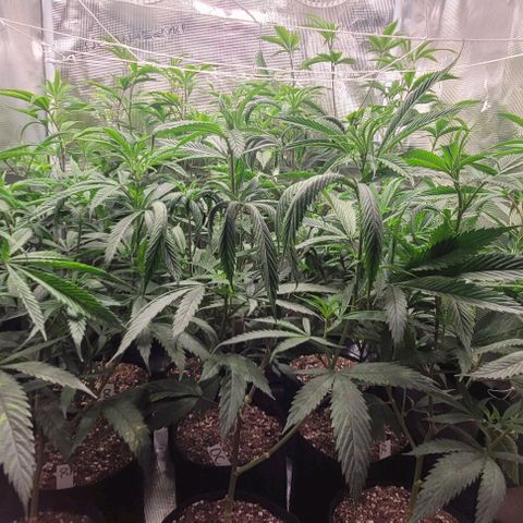 Orange Cookies growlog timeline photo