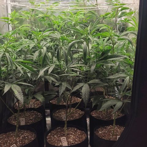 Orange Cookies growlog timeline photo