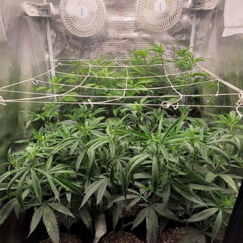 Orange Cookies growlog timeline photo