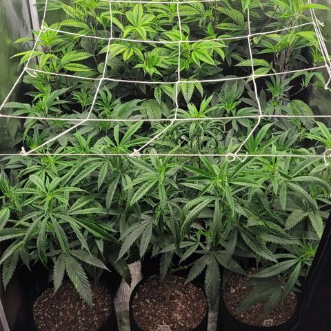 Orange Cookies growlog timeline photo