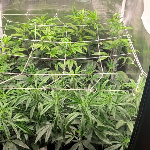 Orange Cookies growlog timeline photo