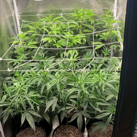 Orange Cookies growlog timeline photo