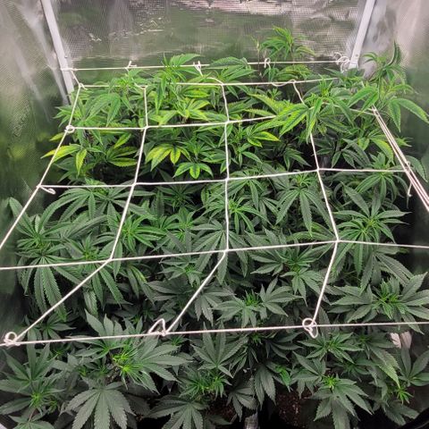 Orange Cookies growlog timeline photo