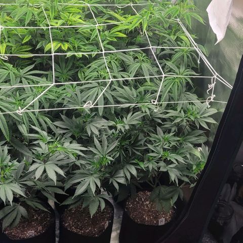 Orange Cookies growlog timeline photo