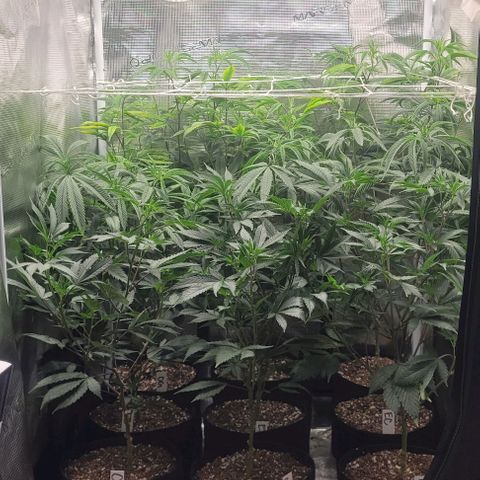 Orange Cookies growlog timeline photo