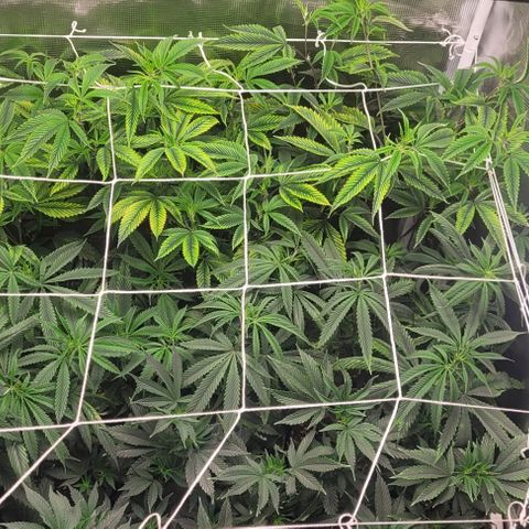 Orange Cookies growlog timeline photo