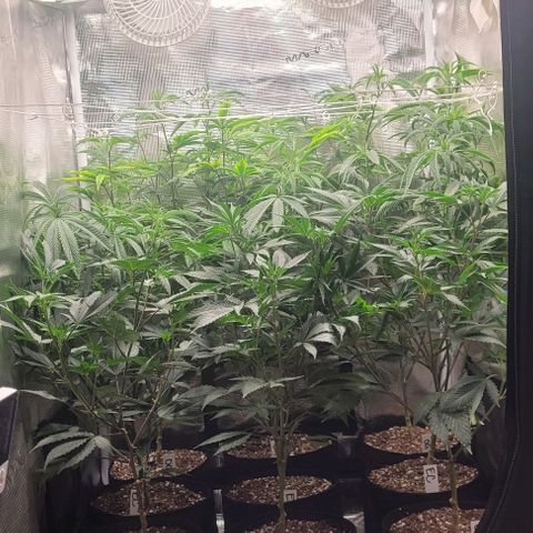 Orange Cookies growlog timeline photo