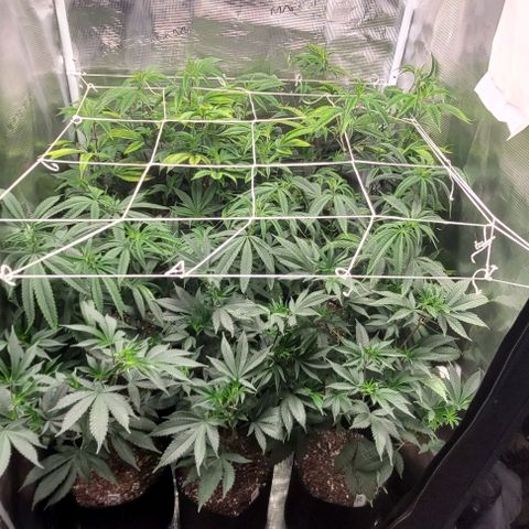 Orange Cookies growlog timeline photo