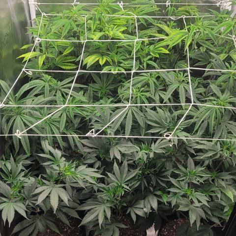 Orange Cookies growlog timeline photo