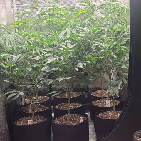 Orange Cookies growlog timeline photo