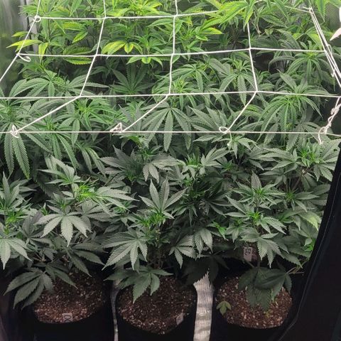 Orange Cookies growlog timeline photo