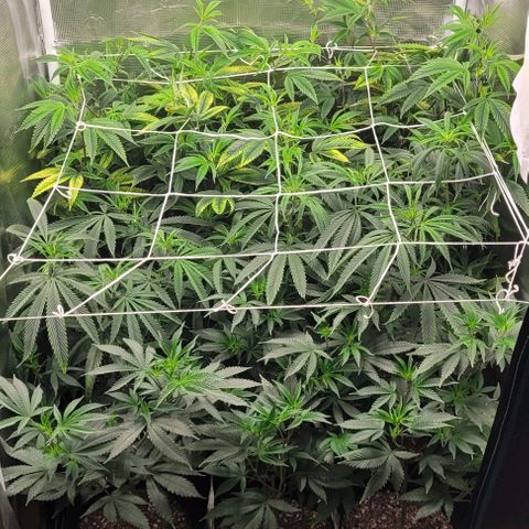 Orange Cookies growlog timeline photo