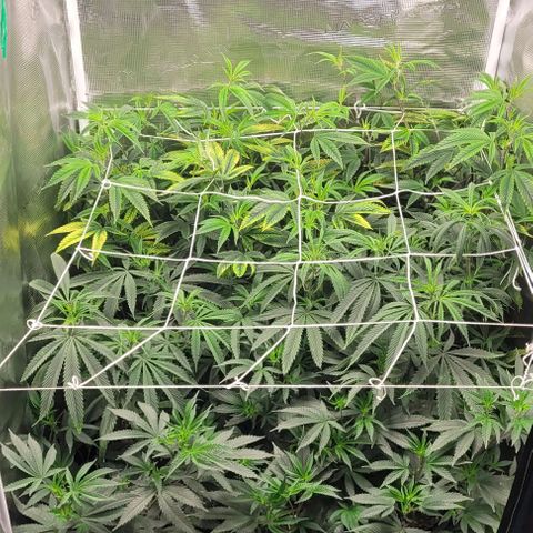 Orange Cookies growlog timeline photo